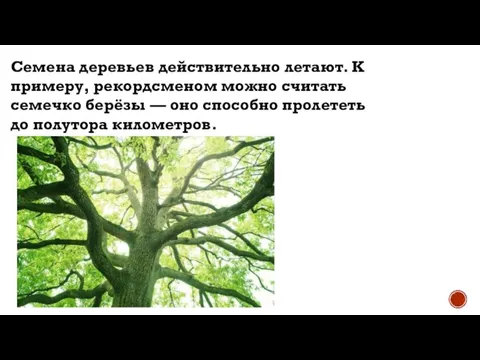 Семена деревьев действительно летают. К примеру, рекордсменом можно считать семечко берёзы —