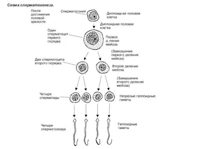 Схема сперматогенеза.