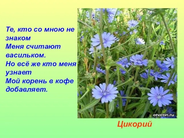 Цикорий Те, кто со мною не знаком Меня считают васильком. Но всё