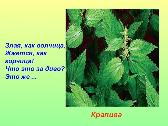 Злая, как волчица, Жжется, как горчица! Что это за диво? Это же ... Крапива