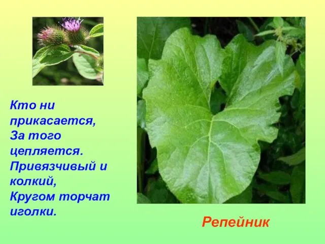 Кто ни прикасается, За того цепляется. Привязчивый и колкий, Кругом торчат иголки. Репейник