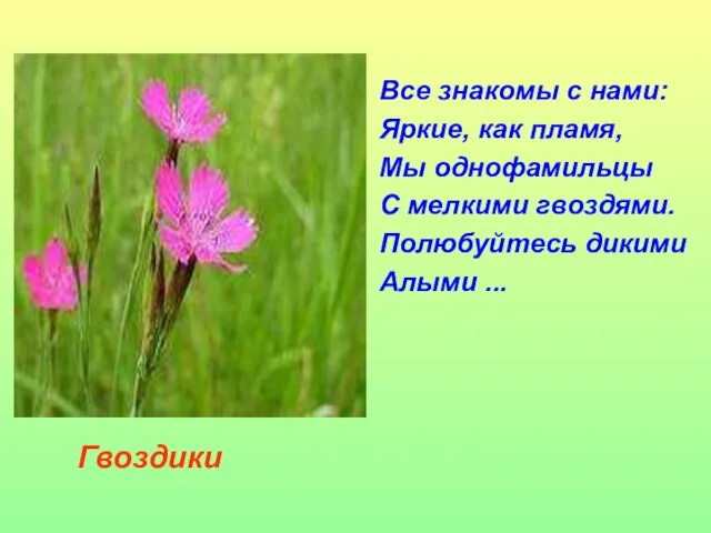 Все знакомы с нами: Яркие, как пламя, Мы однофамильцы С мелкими гвоздями.