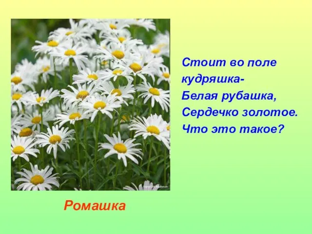 Стоит во поле кудряшка- Белая рубашка, Сердечко золотое. Что это такое? Ромашка