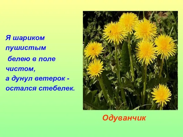 Я шариком пушистым белею в поле чистом, а дунул ветерок - остался стебелек. Одуванчик