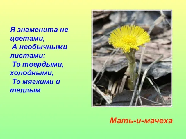 Я знаменита не цветами, А необычными листами: То твердыми, холодными, То мягкими и теплым Мать-и-мачеха