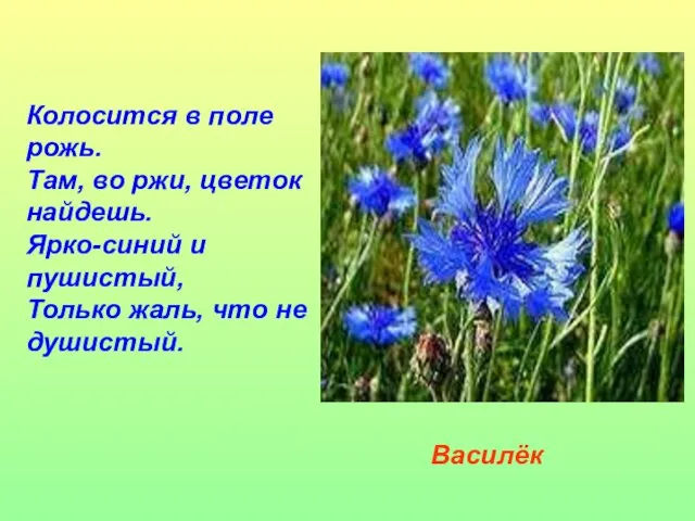 Колосится в поле рожь. Там, во ржи, цветок найдешь. Ярко-синий и пушистый,