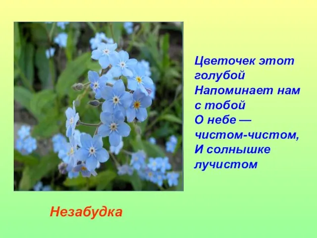 Цветочек этот голубой Напоминает нам с тобой О небе — чистом-чистом, И солнышке лучистом Незабудка