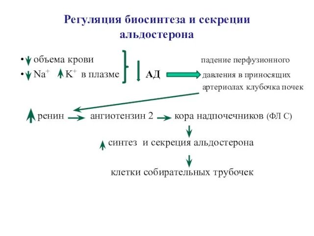 Регуляция биосинтеза и секреции альдостерона объема крови падение перфузионного Na+ K+ в