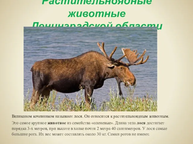 Растительноядные животные Ленинградской области Великаном кочевником называют лося. Он относится к растительноядным