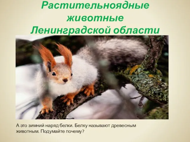Растительноядные животные Ленинградской области А это зимний наряд белки. Белку называют древесным животным. Подумайте почему?