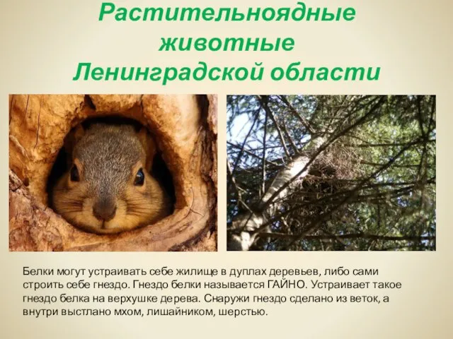 Растительноядные животные Ленинградской области Белки могут устраивать себе жилище в дуплах деревьев,