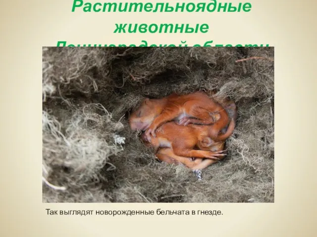 Растительноядные животные Ленинградской области Так выглядят новорожденные бельчата в гнезде.