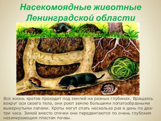 Насекомоядные животные Ленинградской области Вся жизнь кротов проходит под землей на разных