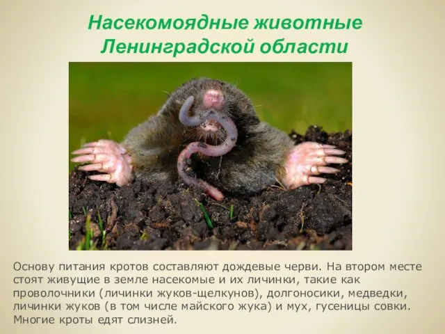 Насекомоядные животные Ленинградской области Основу питания кротов составляют дождевые черви. На втором