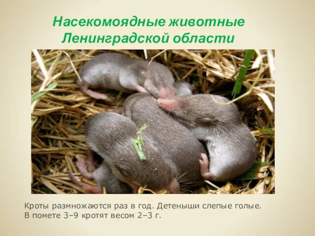 Насекомоядные животные Ленинградской области Кроты размножаются раз в год. Детеныши слепые голые.