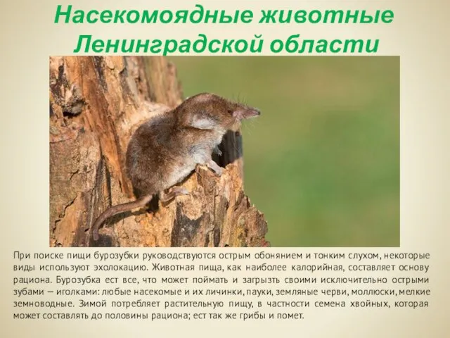 Насекомоядные животные Ленинградской области При поиске пищи бурозубки руководствуются острым обонянием и