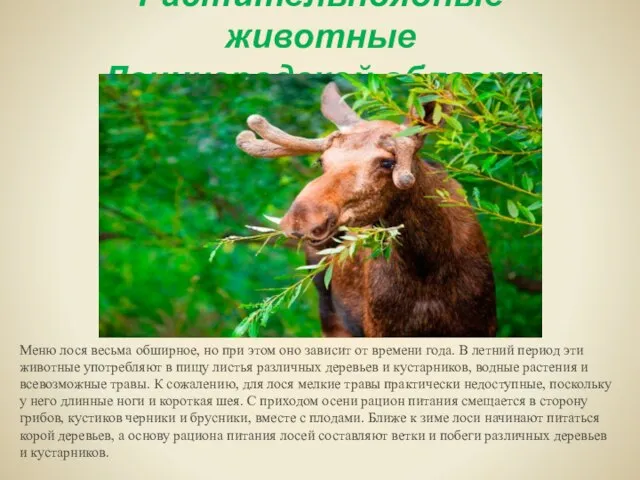 Растительноядные животные Ленинградской области Меню лося весьма обширное, но при этом оно