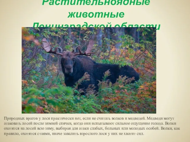 Растительноядные животные Ленинградской области Природных врагов у лося практически нет, если не
