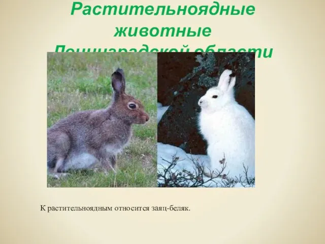Растительноядные животные Ленинградской области К растительноядным относится заяц-беляк.