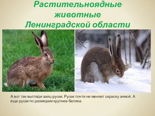 Растительноядные животные Ленинградской области А вот так выгляди заяц-русак. Русак почти не