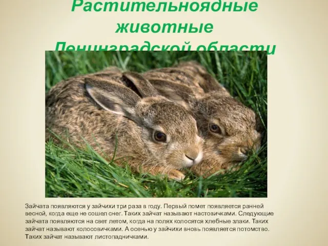 Растительноядные животные Ленинградской области Зайчата появляются у зайчихи три раза в году.