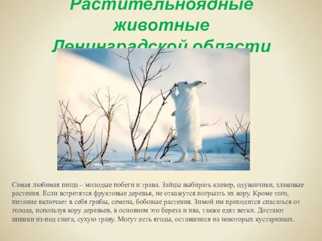 Растительноядные животные Ленинградской области Самая любимая пища – молодые побеги и трава.