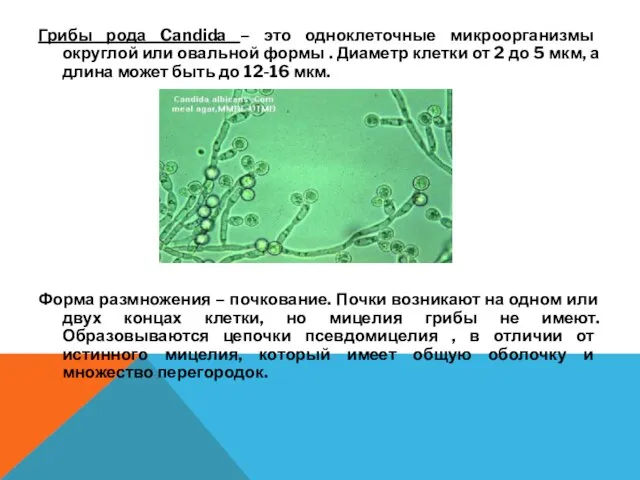 Грибы рода Candida – это одноклеточные микроорганизмы округлой или овальной формы .