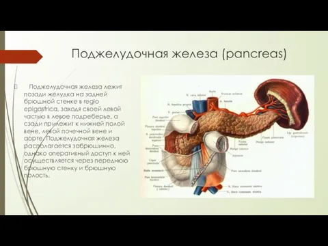 Поджелудочная железа (pancreas) Поджелудочная железа лежит позади желудка на задней брюшной стенке