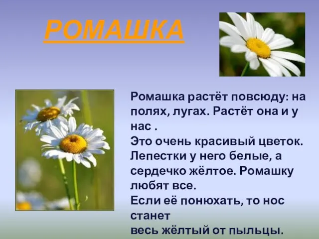 РОМАШКА Ромашка растёт повсюду: на полях, лугах. Растёт она и у нас