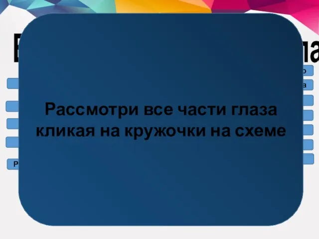 Внутреннее строение глаза. Радужная оболочка Сетчатка Слепое пятно Зрительный нерв Пигментный слой