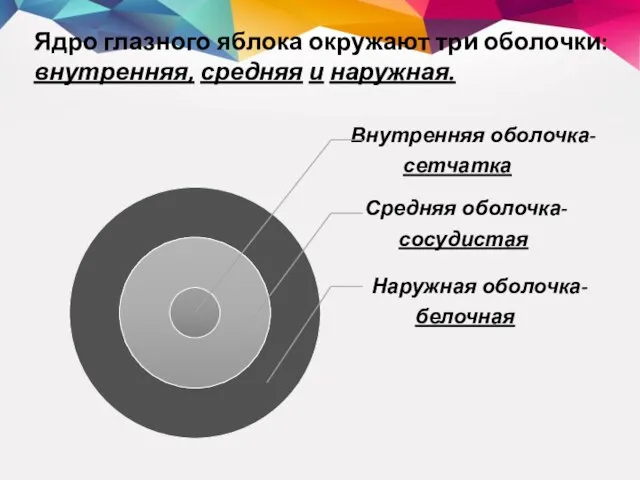 Ядро глазного яблока окружают три оболочки: внутренняя, средняя и наружная.