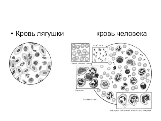 Кровь лягушки кровь человека