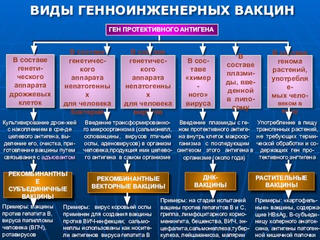 РАСТИТЕЛЬНЫЕ ВАКЦИНЫ ДНК-ВАКЦИНЫ РЕКОМБИНАНТНЫЕ ВЕКТОРНЫЕ ВАКЦИНЫ РЕКОМБИНАНТНЫЕ СУБЪЕДИНИЧНЫЕ ВАКЦИНЫ ВИДЫ ГЕННОИНЖЕНЕРНЫХ ВАКЦИН