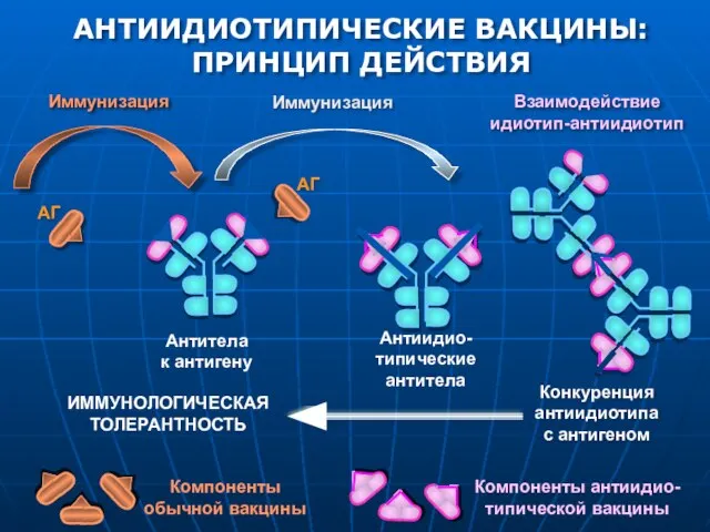 АНТИИДИОТИПИЧЕСКИЕ ВАКЦИНЫ: ПРИНЦИП ДЕЙСТВИЯ Антитела к антигену АГ АГ Антиидио- типические антитела