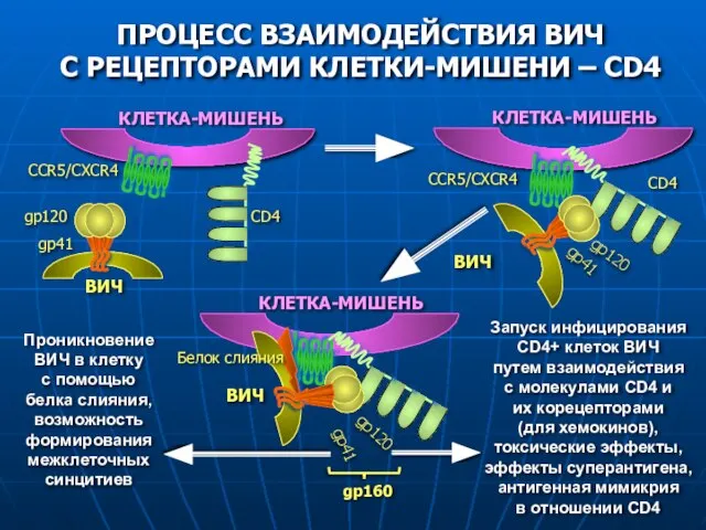 ПРОЦЕСС ВЗАИМОДЕЙСТВИЯ ВИЧ С РЕЦЕПТОРАМИ КЛЕТКИ-МИШЕНИ – CD4 ВИЧ gp120 gp41 КЛЕТКА-МИШЕНЬ