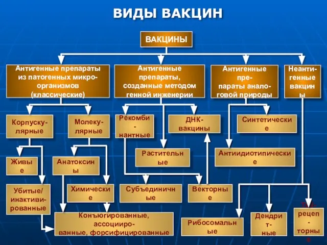 Антигенные пре- параты анало- говой природы ВИДЫ ВАКЦИН ВАКЦИНЫ Антигенные препараты из