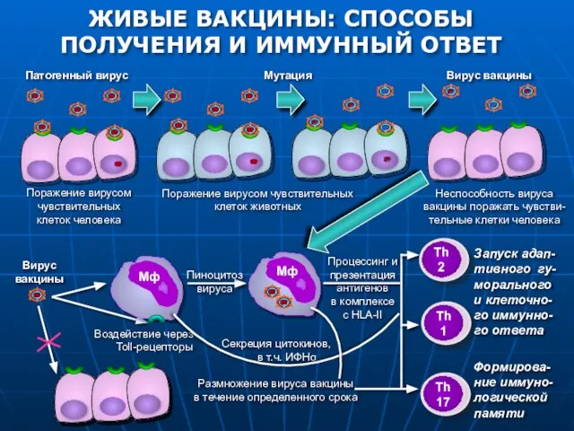 ЖИВЫЕ ВАКЦИНЫ: СПОСОБЫ ПОЛУЧЕНИЯ И ИММУННЫЙ ОТВЕТ Вирус вакцины Пиноцитоз вируса Воздействие