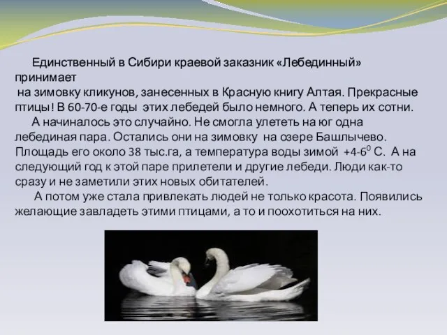 Единственный в Сибири краевой заказник «Лебединный» принимает на зимовку кликунов, занесенных в