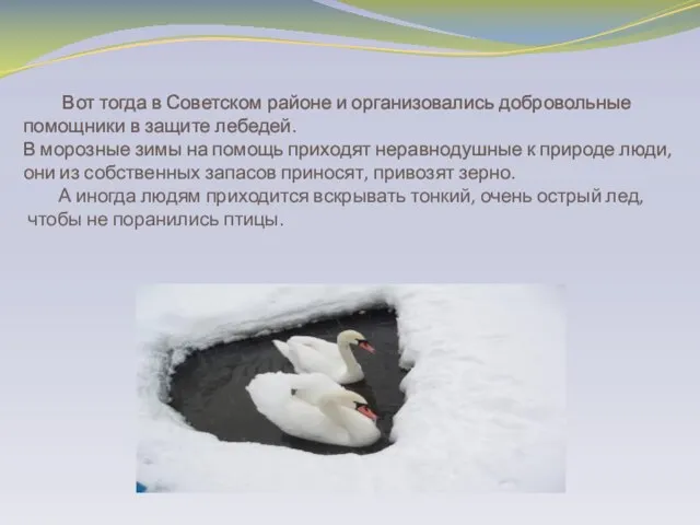 Вот тогда в Советском районе и организовались добровольные помощники в защите лебедей.