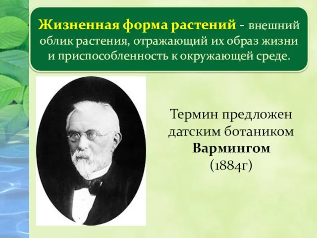 Царство растений Жизненная форма растений - внешний облик растения, отражающий их образ