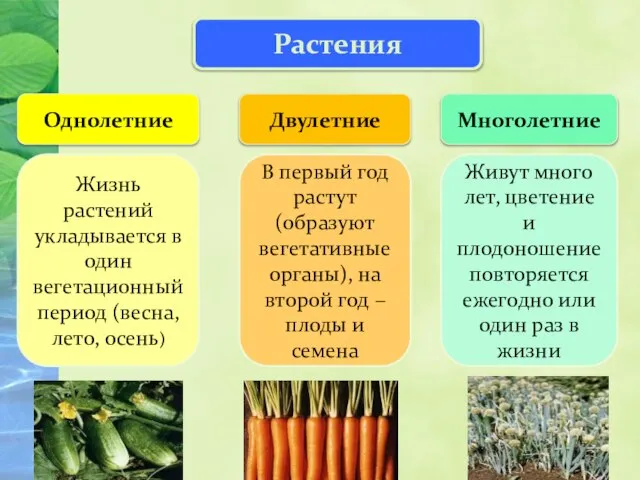 Царство растений Растения Однолетние Двулетние Многолетние Жизнь растений укладывается в один вегетационный