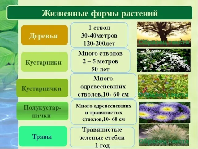 Царство растений