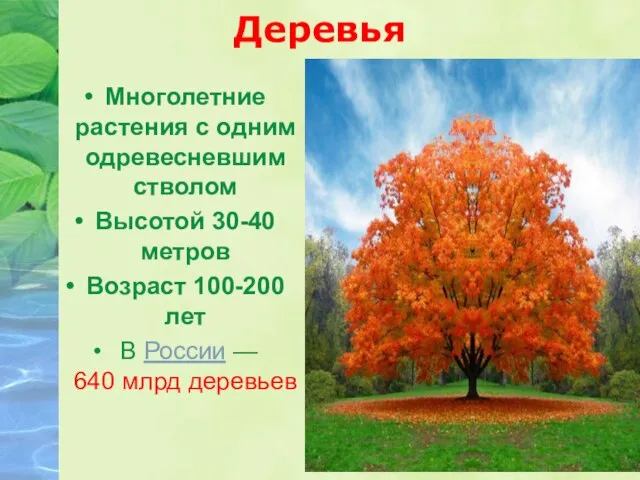 Деревья Многолетние растения с одним одревесневшим стволом Высотой 30-40 метров Возраст 100-200