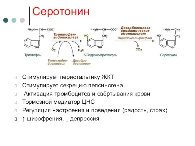 Серотонин Стимулирует перистальтику ЖКТ Стимулирует секрецию пепсиногена Активация тромбоцитов и свёртывания крови