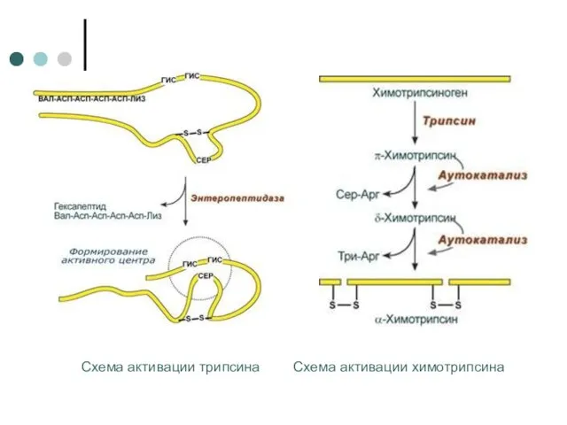Схема активации трипсина Схема активации химотрипсина