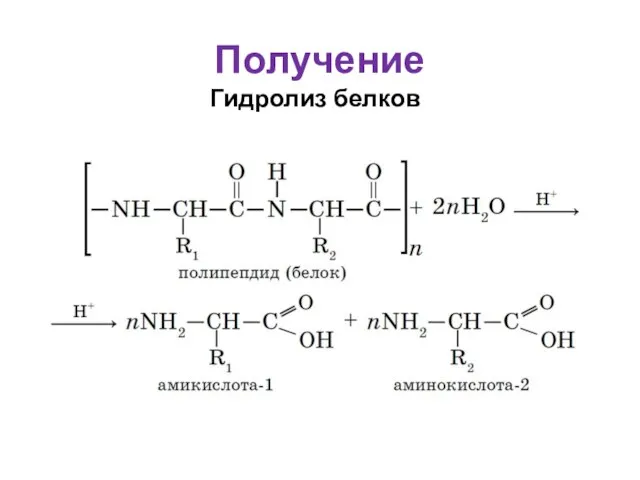 Получение Гидролиз белков