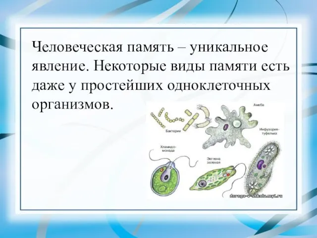 Человеческая память – уникальное явление. Некоторые виды памяти есть даже у простейших одноклеточных организмов.