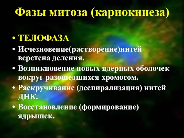 Фазы митоза (кариокинеза) ТЕЛОФАЗА Исчезновение(растворение)нитей веретена деления. Возникновение новых ядерных оболочек вокруг