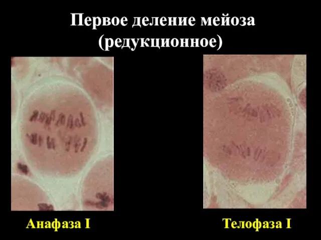 Первое деление мейоза (редукционное) Анафаза I Телофаза I