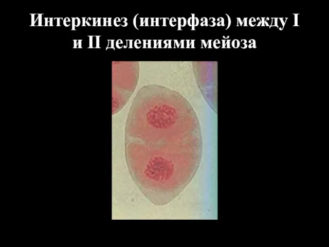 Интеркинез (интерфаза) между I и II делениями мейоза